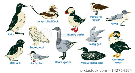 Arctic birds educational poster featuring puffin, long tailed duck, guillemot, tern, goose, eider, gull and other northern seabirds with species names for children learning and classroom decor Arctic birds educational poster featuring puffin, long tailed duck, guillemot, tern, goose, eider, gull and other northern seabirds with species names for children learning and classroom decor 142764194