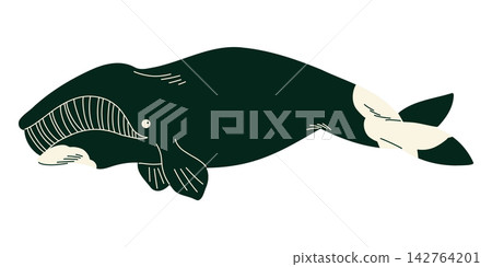 Bowhead whale illustration with dark streamlined body for Arctic marine education, children books, ocean posters, nursery decor, animal cards and polar wildlife projects Bowhead whale illustration with dark streamlined body for Arctic marine education, children books, ocean posters, nursery decor, animal cards and polar wildlife projects 142764201