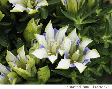 花壇裡盛開著龍膽花。 花壇裡盛開著龍膽花。 142764378