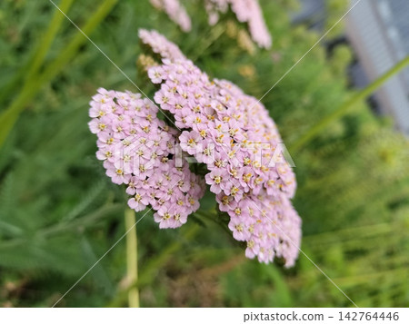 蓍草（Achillea millefolium），粉紅色花朵，夏季野花。 142764446