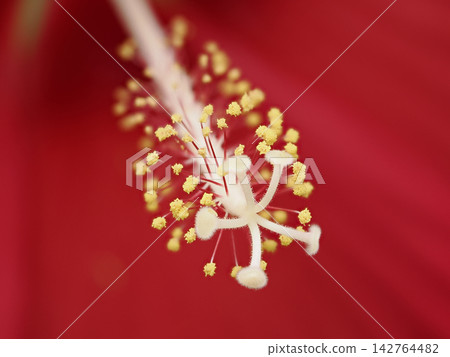 Pistil and stamen of Titanbicus Pistil and stamen of Titanbicus 142764482