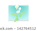 Calla Lilies in a Lace Frame 142764512