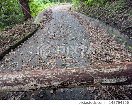 Fallen trees and exposed roots on a forest walking trail Fallen trees and exposed roots on a forest walking trail 142764566