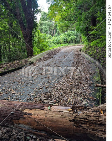 Fallen trees and exposed roots on a forest walking trail Fallen trees and exposed roots on a forest walking trail 142764567