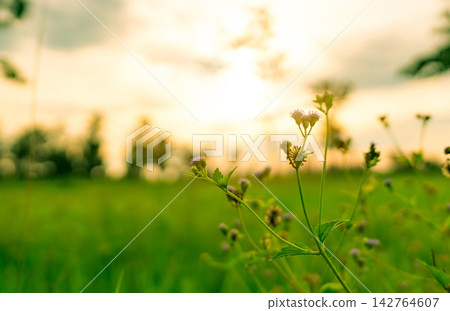 Small wildflower blooming in a green meadow during golden sunset, delicate flowering plant growing naturally in grassland with soft evening sky, peaceful nature and seasonal growth concept Small wildflower blooming in a green meadow during golden sunset, delicate flowering plant growing naturally in grassland with soft evening sky, peaceful nature and seasonal growth concept 142764607