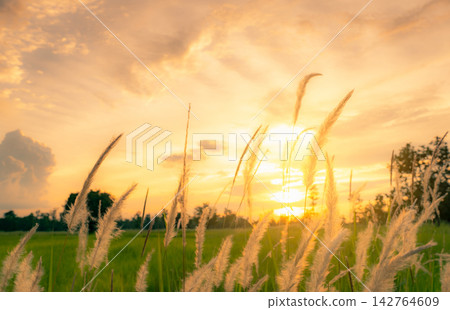 White wild grass flowers glowing in a green meadow during golden sunset, soft seed heads illuminated by evening sunlight creating a peaceful rural landscape and seasonal nature background. White wild grass flowers glowing in a green meadow during golden sunset, soft seed heads illuminated by evening sunlight creating a peaceful rural landscape and seasonal nature background. 142764609