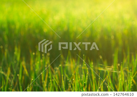 Fresh green rice leaves covered with water droplets in a paddy field during the rainy season, illuminated by sunlight for a natural agriculture, farming, growth and environment background. Fresh green rice leaves covered with water droplets in a paddy field during the rainy season, illuminated by sunlight for a natural agriculture, farming, growth and environment background. 142764610