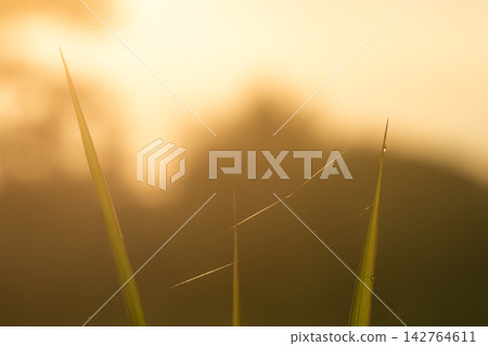 Fresh green grass leaves with delicate cobweb and sparkling dewdrops at sunrise, glowing in golden morning light for a peaceful nature, freshness, growth and seasonal background. Fresh green grass leaves with delicate cobweb and sparkling dewdrops at sunrise, glowing in golden morning light for a peaceful nature, freshness, growth and seasonal background. 142764611