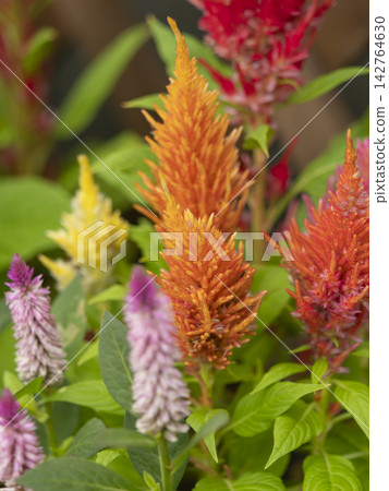 Cockscomb flowers blooming in a flowerbed Cockscomb flowers blooming in a flowerbed 142764630