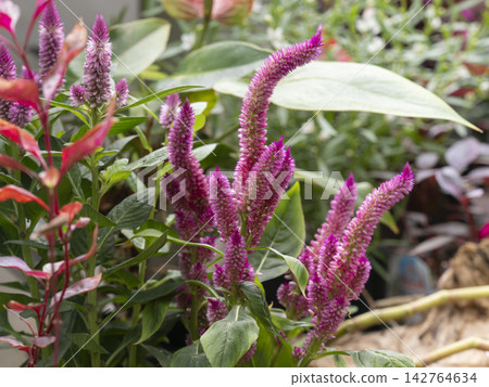 Cockscomb flowers blooming in a flowerbed Cockscomb flowers blooming in a flowerbed 142764634