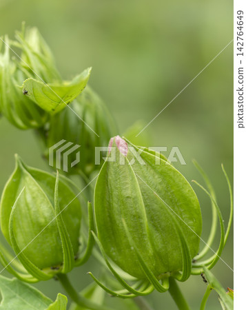 Titan hibiscus buds Titan hibiscus buds 142764649