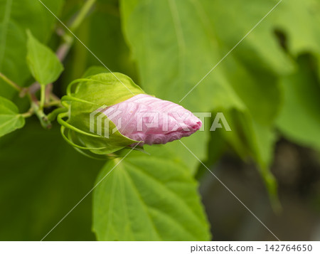 泰坦芙蓉花蕾 泰坦芙蓉花蕾 142764650