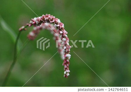 Flower of Inutaden 142764651