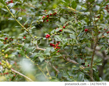American holly bearing red berries American holly bearing red berries 142764703