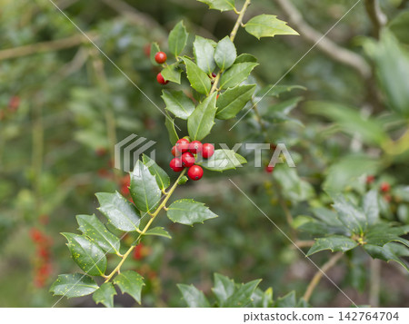 American holly bearing red berries American holly bearing red berries 142764704