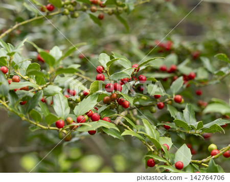 American holly bearing red berries American holly bearing red berries 142764706