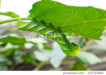 Cromengara sparrow larva Cromengara sparrow larva 142764866