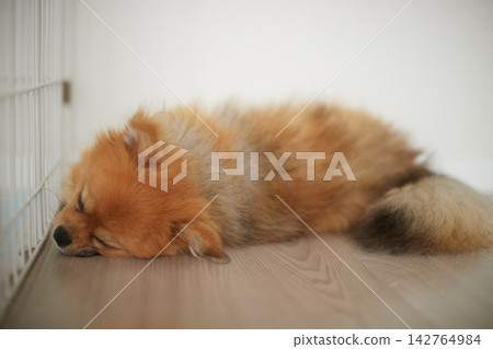 A cute Pomeranian fast asleep in its cage in the living room. A cute Pomeranian fast asleep in its cage in the living room. 142764984