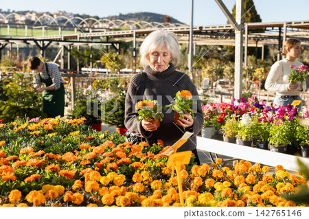 Mature woman buy potted flowering calendula plant in shop Mature woman buy potted flowering calendula plant in shop 142765146