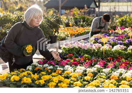 Elderly woman choosing primrose in the store Elderly woman choosing primrose in the store 142765351