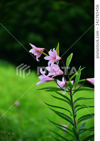 淡粉紅色的百合花在綠蔭中盛開 淡粉紅色的百合花在綠蔭中盛開 142765456