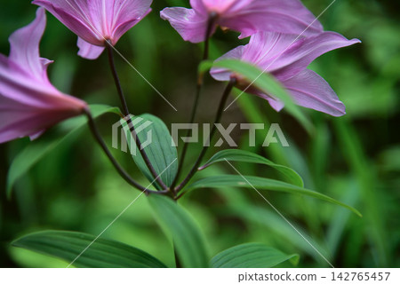 淡粉紅色的百合花在綠蔭中盛開 淡粉紅色的百合花在綠蔭中盛開 142765457