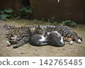 睡午覺 142765485