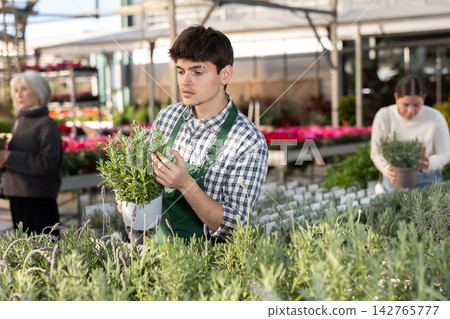 Guy employee of garden center is busy working with plants, potted french lavender Guy employee of garden center is busy working with plants, potted french lavender 142765777