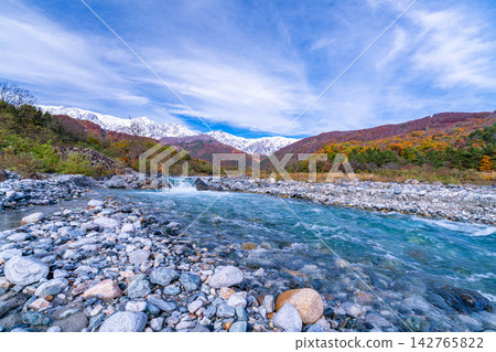 Autumn foliage of the Matsukawa River and three-tiered leaves as seen from near Hakuba Ohashi Bridge in Hakuba Village [Nagano Prefecture] 142765822