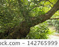 Old tree 142765999