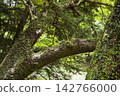 Old trees in the green 142766000