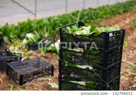 Harvested chard in a container Harvested chard in a container 142766052