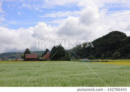 秋日的鄉村景色，蕎麥田和房屋散佈在猿飛高原上。 142766443