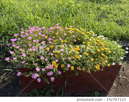 Park planters with pink and yellow flowers in bloom Park planters with pink and yellow flowers in bloom 142767122