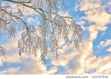 Clouds in sky, snow and tree branches for winter growth or sustainability for environment and nature. Background, cold and wallpaper with frozen leaves outdoor from below for natural ecology Clouds in sky, snow and tree branches for winter growth or sustainability for environment and nature. Background, cold and wallpaper with frozen leaves outdoor from below for natural ecology 142767836