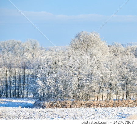 Winter, forest and snow in nature for weather change, environment and blue sky background. Ice on leaves and trees for cold holiday season, wallpaper and landscape with field, woods or outdoor mockup 142767867