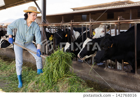 Asian woman farmer working in cowshed, feeds cows Asian woman farmer working in cowshed, feeds cows 142768016