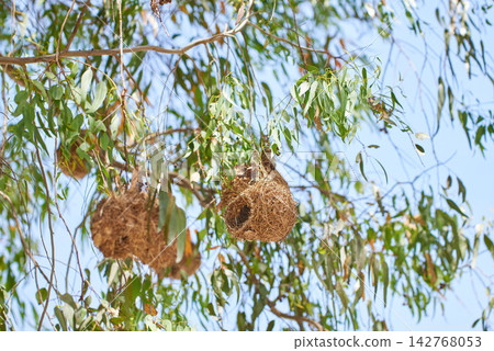 Safari, bird and nest in tree or environment of forest habitat and nature ecology with sky in summer. Natural, biodiversity and indigenous plants with burrow on branch or leaves as shelter in jungle Safari, bird and nest in tree or environment of forest habitat and nature ecology with sky in summer. Natural, biodiversity and indigenous plants with burrow on branch or leaves as shelter in jungle 142768053