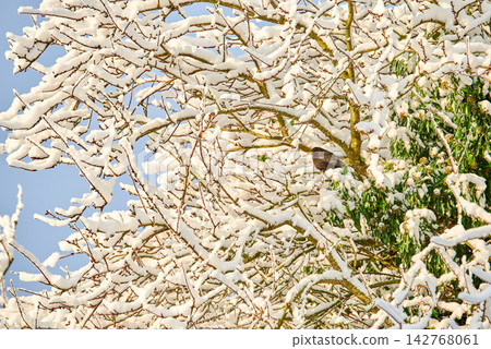 Winter, trees and snow on leaves for weather and environment in empty nature background. Branch with ice, cold and sunrise or sunset for holiday season, calendar art or wallpaper with texture outdoor Winter, trees and snow on leaves for weather and environment in empty nature background. Branch with ice, cold and sunrise or sunset for holiday season, calendar art or wallpaper with texture outdoor 142768061