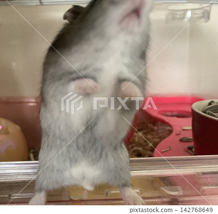 Djungarian hamster Yamato-kun Djungarian hamster Yamato-kun 142768649