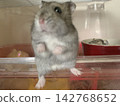 Djungarian hamster Yamato-kun 142768652