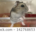 Djungarian hamster Yamato-kun 142768653