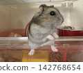 Djungarian hamster Yamato-kun 142768654
