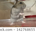 Djungarian hamster Yamato-kun 142768655