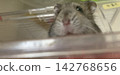 Djungarian hamster Yamato-kun 142768656
