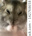 Djungarian hamster Yamato-kun 142768658
