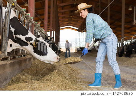 Asian woman preparing hay for cows in livestock stall Asian woman preparing hay for cows in livestock stall 142768680