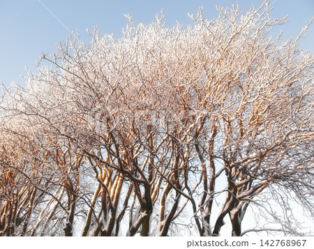 Forest, winter and tree with snow outdoor for growth, sustainability and peace, quiet and harmony in nature. Environment, ice and or bare oak in park with natural frozen beauty on calm Alaska journey Forest, winter and tree with snow outdoor for growth, sustainability and peace, quiet and harmony in nature. Environment, ice and or bare oak in park with natural frozen beauty on calm Alaska journey 142768967