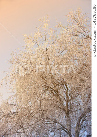 Frozen, trees and snow with sunrise, winter and landscape for Denmark nature background. Environment, sunshine and rural chill for christmas holiday, tranquil frost and peaceful ice oak with serenity Frozen, trees and snow with sunrise, winter and landscape for Denmark nature background. Environment, sunshine and rural chill for christmas holiday, tranquil frost and peaceful ice oak with serenity 142769180