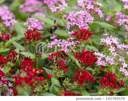 Pentas flowers and bumblebees flying around Pentas flowers and bumblebees flying around 142769370